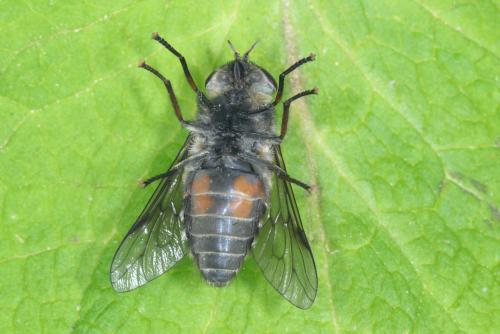 Réf. 342 674 : Hybomitra bimaculata